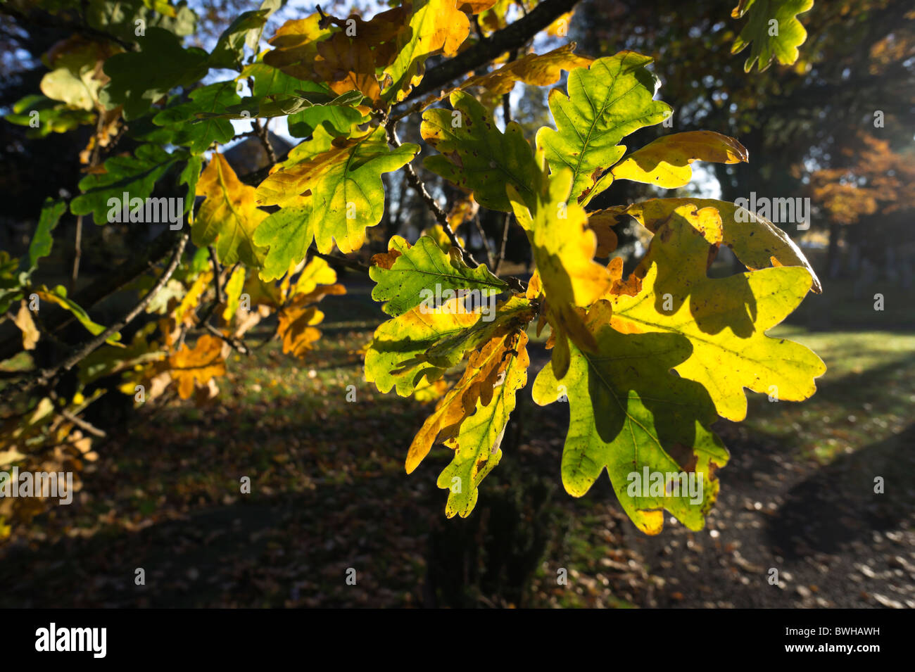 Oak leaves in autumn sunshine Stock Photo