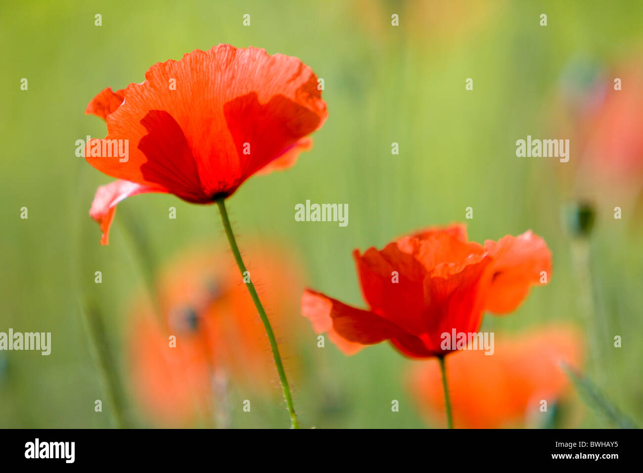 Poppies in backlight hi-res stock photography and images - Alamy