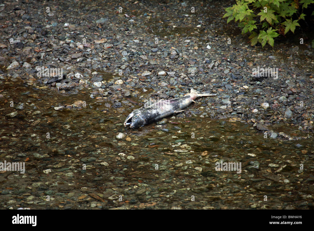 Dead salmon killed by bears, laying along a rivers edge. Stock Photo