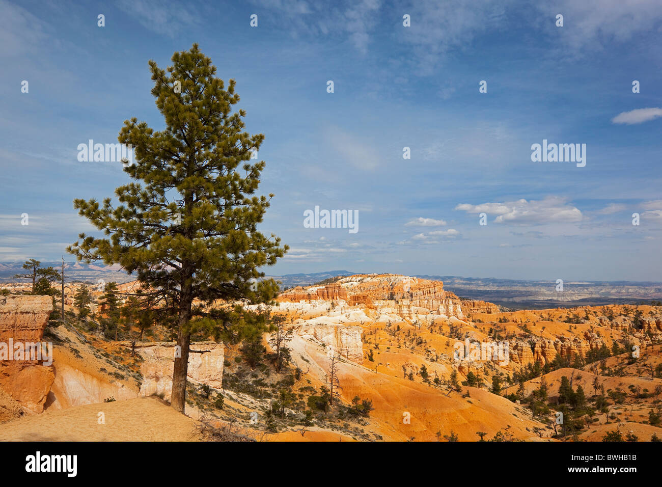 Limber Pine (Pinus flexilis), Bryce Canyon National Park, Utah, USA Stock Photo