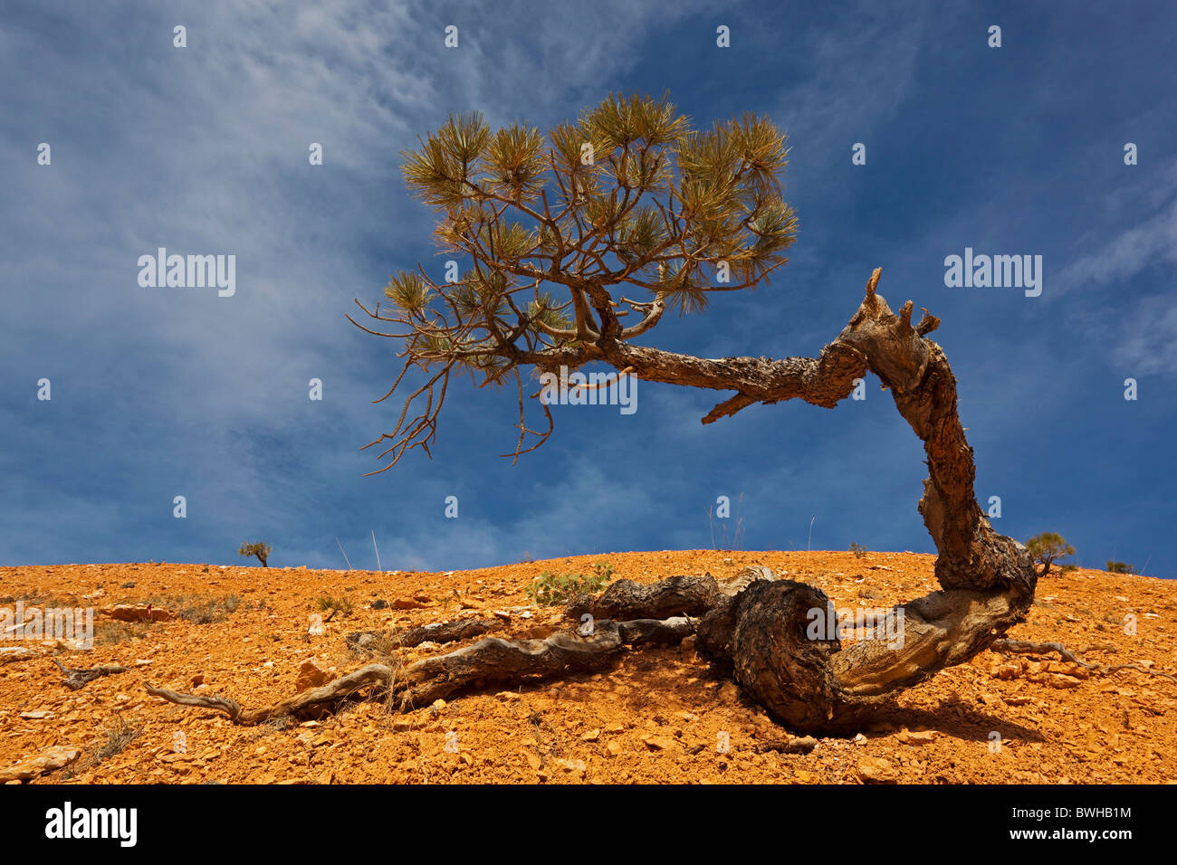 Limber Pine (Pinus flexilis), Bryce Canyon National Park, Utah, USA Stock Photo