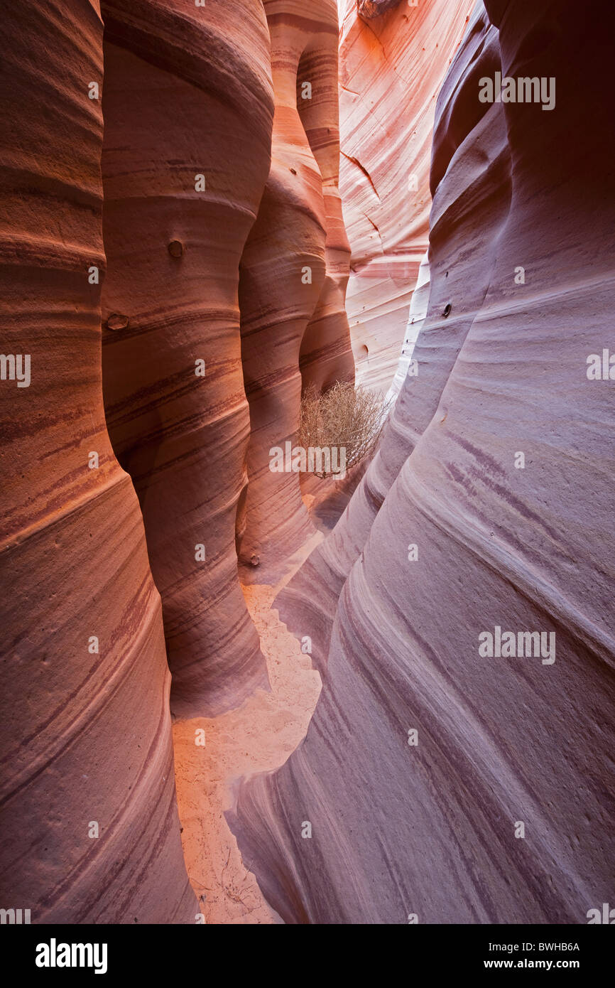 Zebra Slot Canyon, Hole in the Rock Road, Grand Staircase-Escalante National Monument, Utah, USA Stock Photo