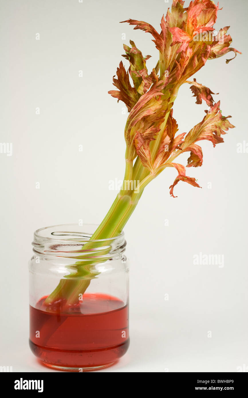 Water & Red Food Coloring Moving up Celery Stalk by the Process of Osmosis Stock Photo