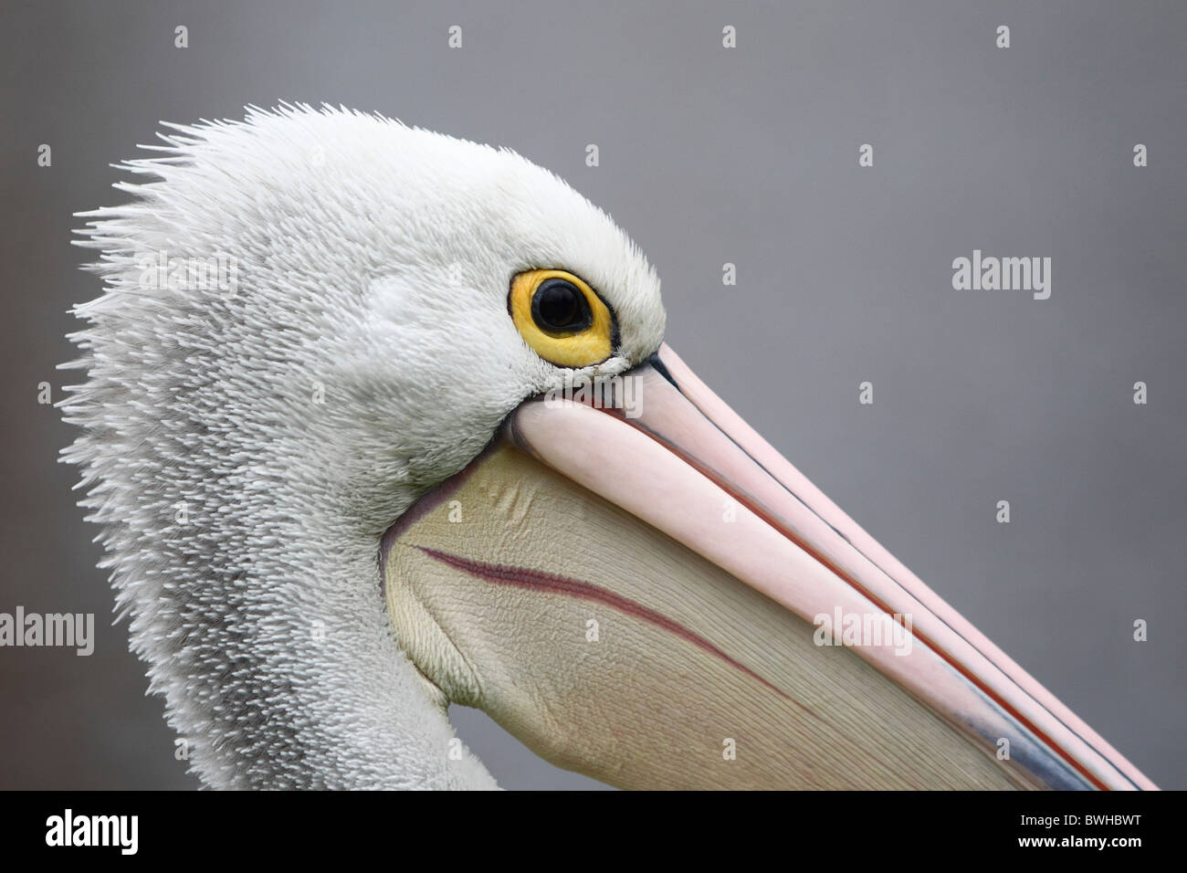 Close-up of Pelican Stock Photo