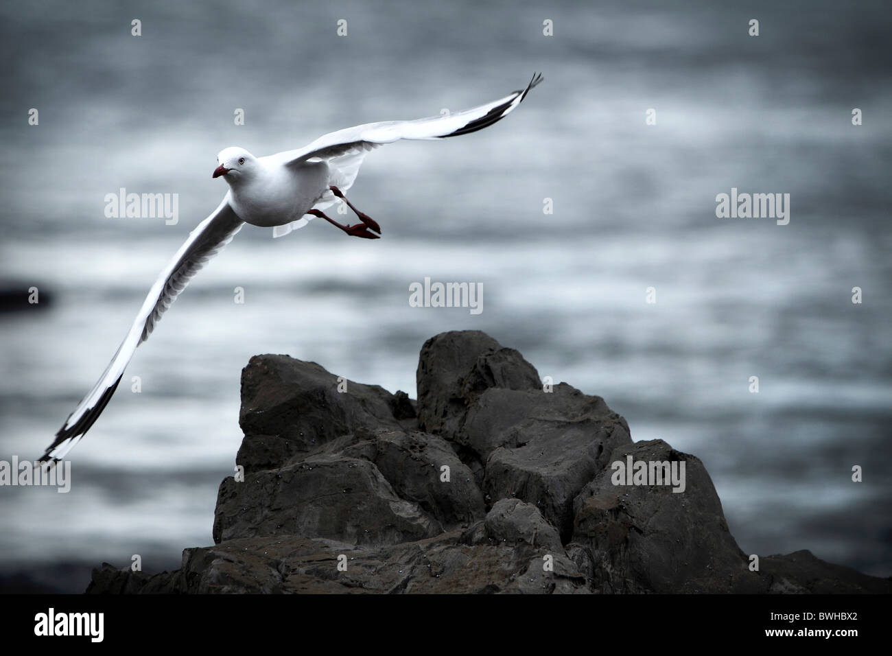 Seagull flying along coastline Stock Photo