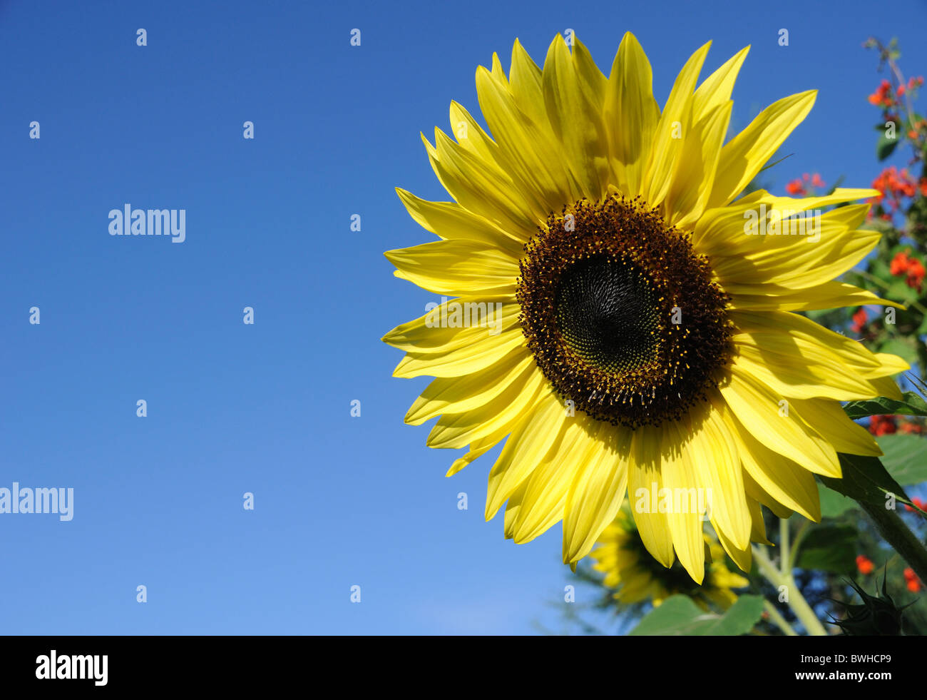 Beautiful Sunflower against a Blue Sky Stock Photo - Alamy