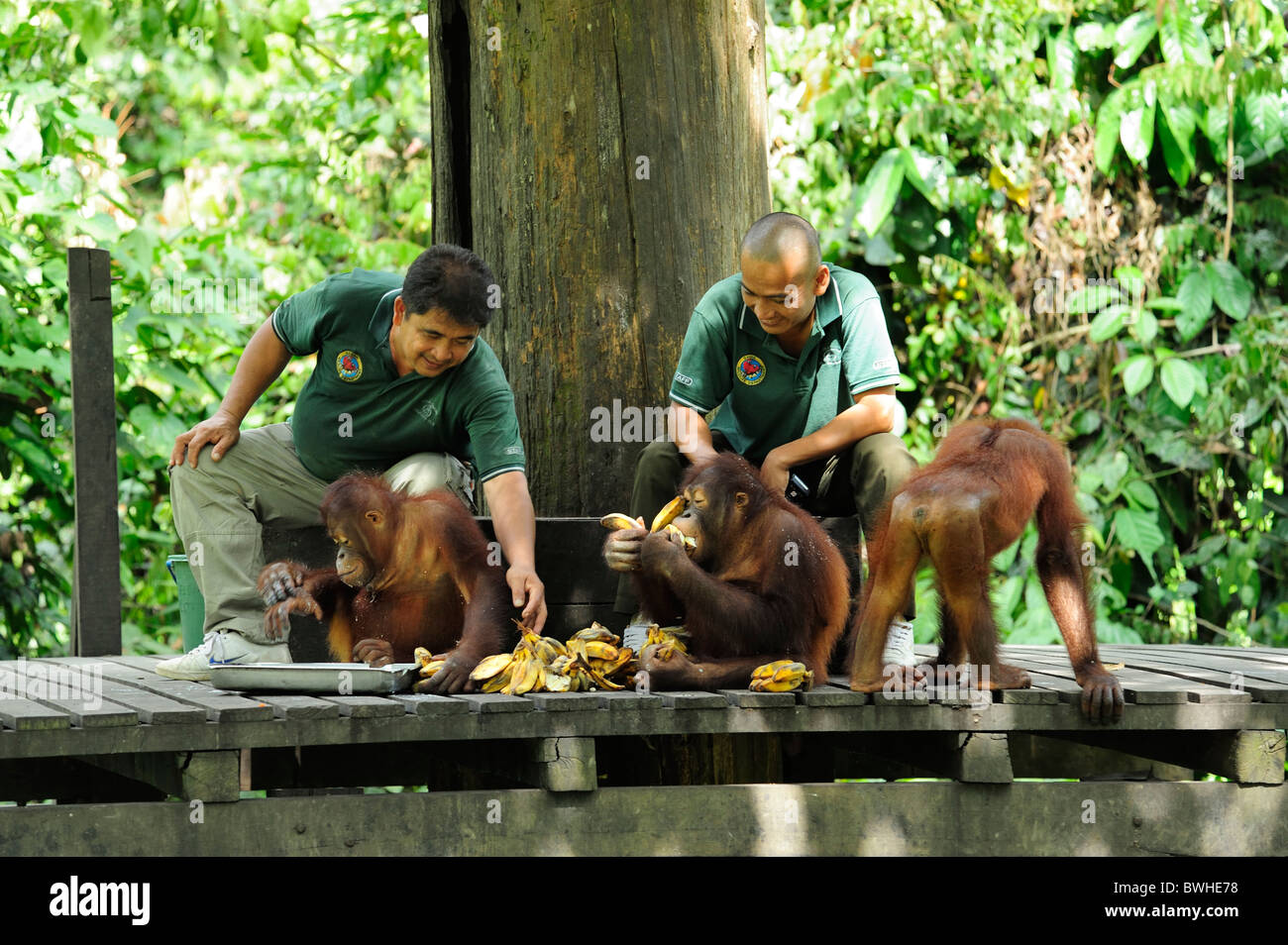 Feeding time - Sepilok Orangutan Rehabilitation Centre near Sandakan in north-east Sabah Stock Photo