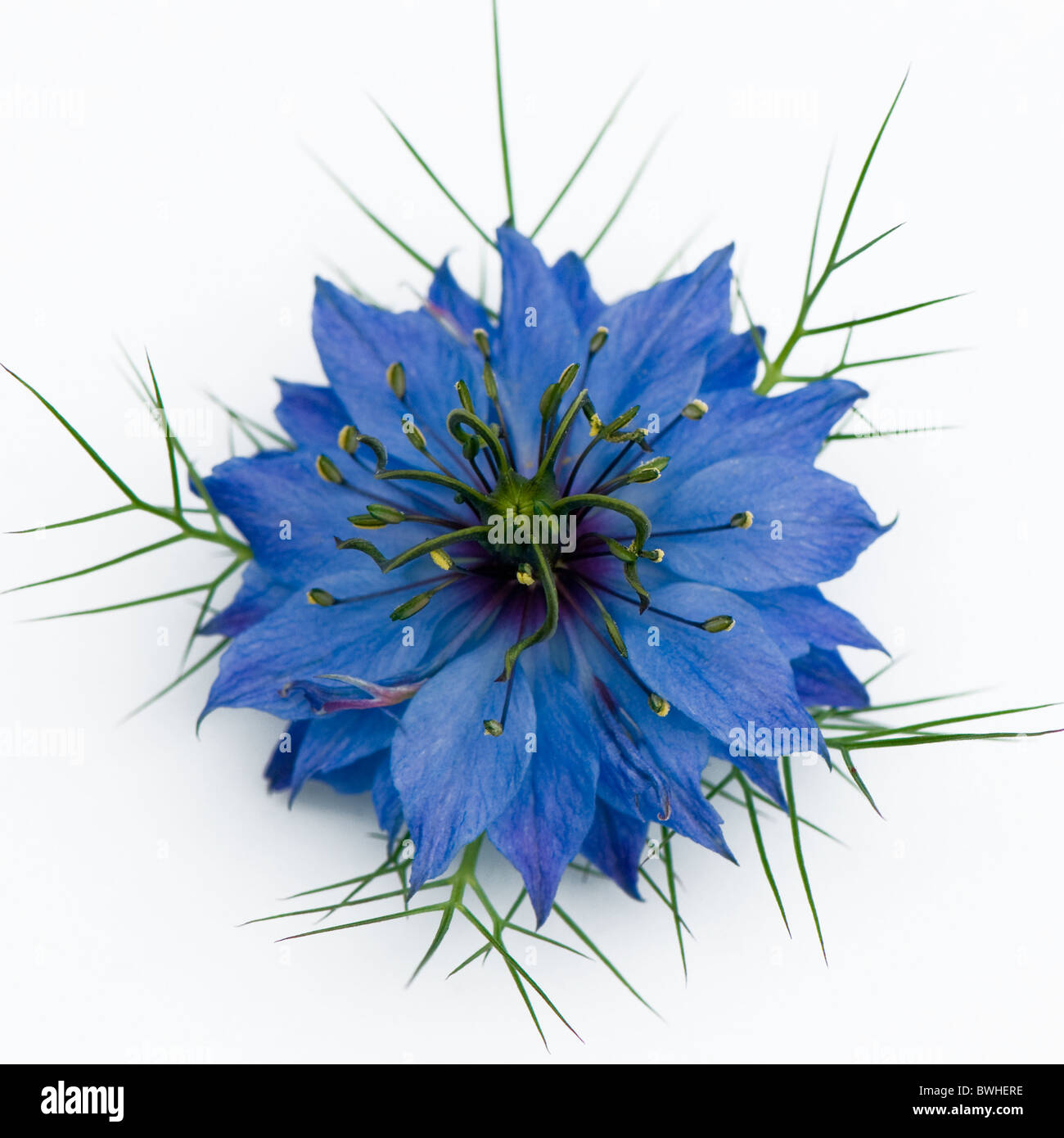 A single blue Nigella Damascena flower - Love-in-the-mist against a white background Stock Photo