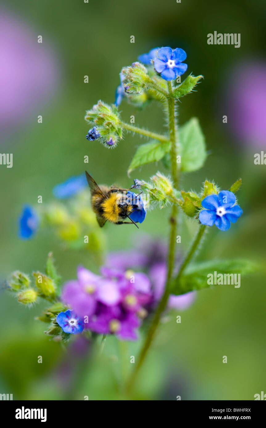 A bee collecting pollen from Brunnera macrophylla - Perennial forget-me-not. Stock Photo