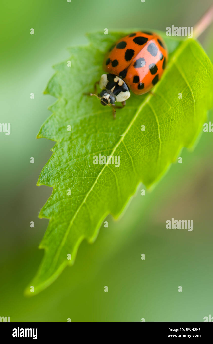 A single Harlequin Ladybird - Harmonia axyridis on a leaf Stock Photo