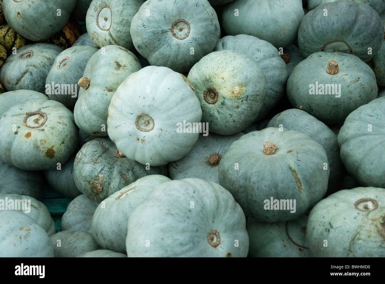 Crown Prince squashes in a pile at the pumpkin festival in Slindon West Sussex Stock Photo