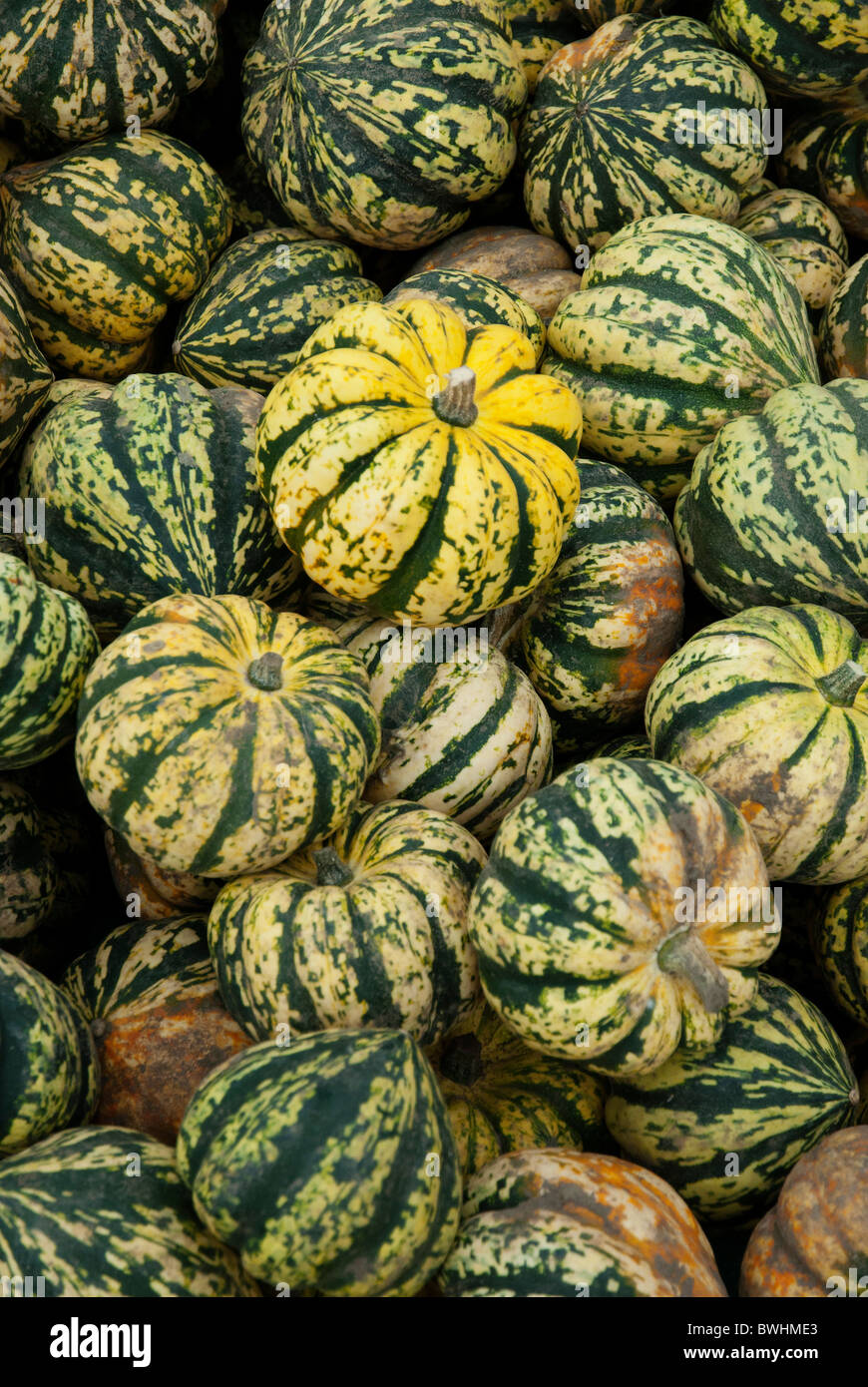 Squashes in a pile at the pumpkin festival in Slindon West Sussex Stock Photo