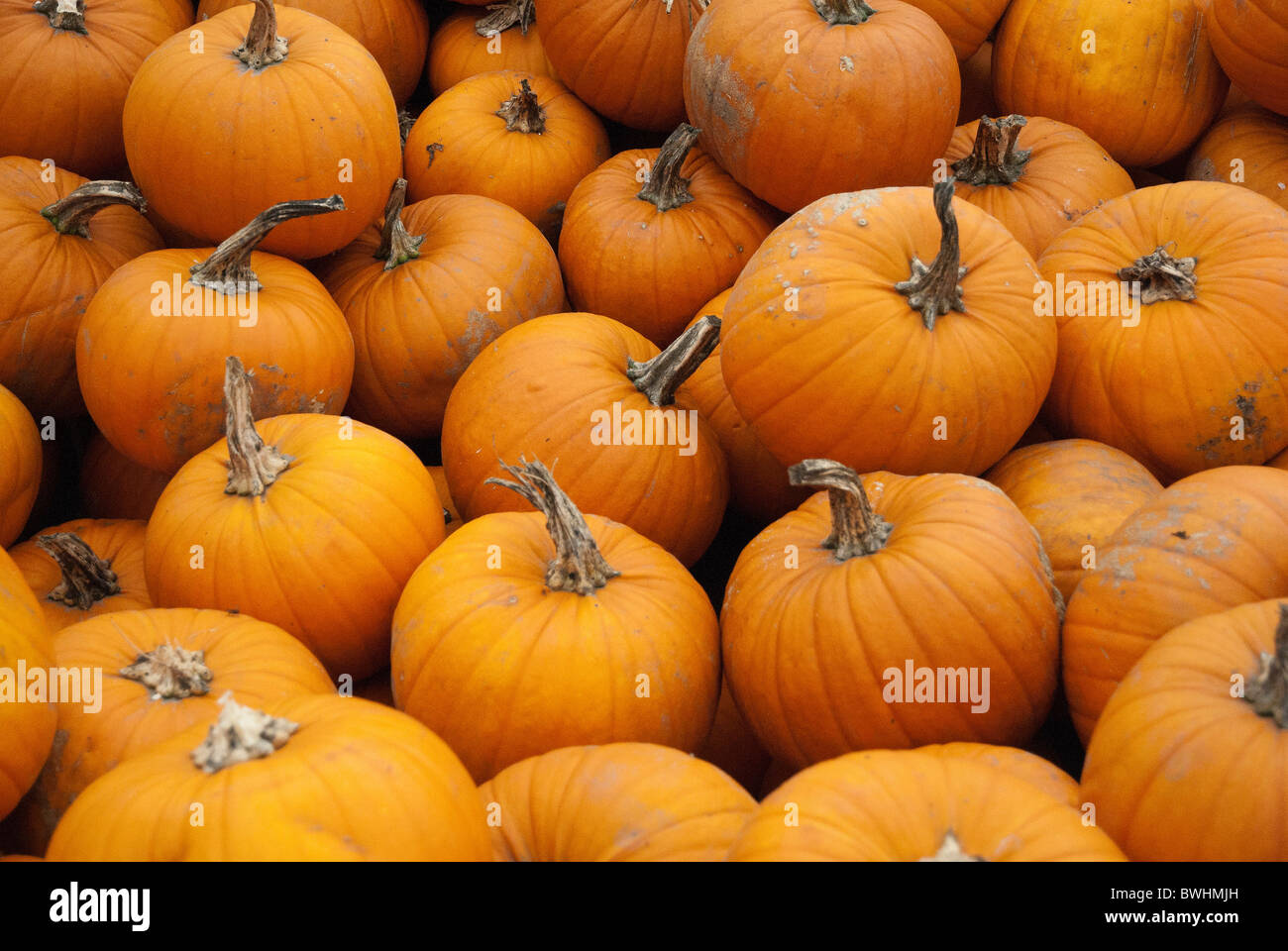 Pumpkins of all shapes and sizes at the pumpkin festival in Slindon West Sussex Stock Photo