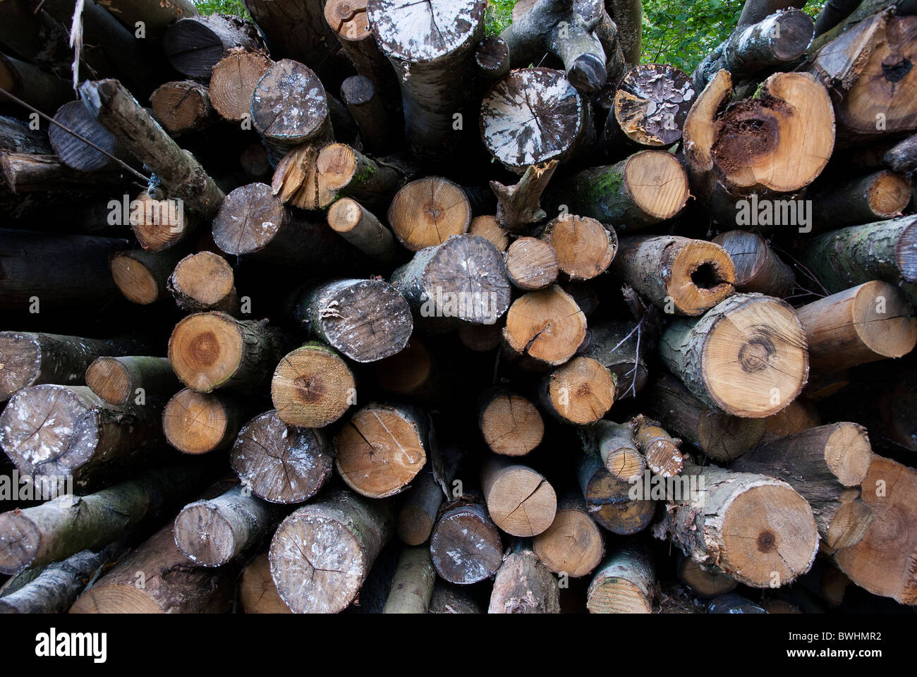 Chestnut wood hi-res stock photography and images - Alamy