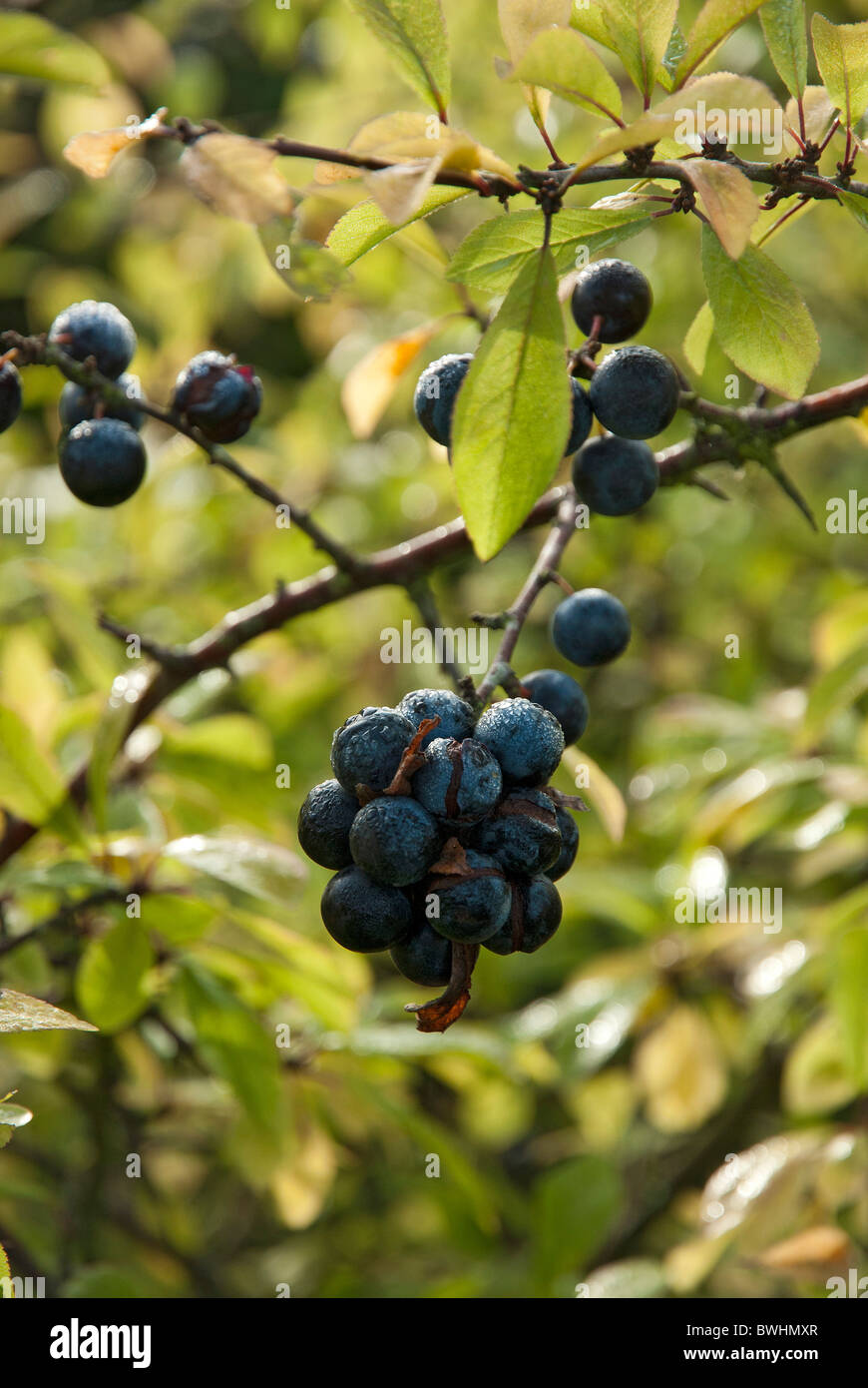 Sloe berries hires stock photography and images Alamy