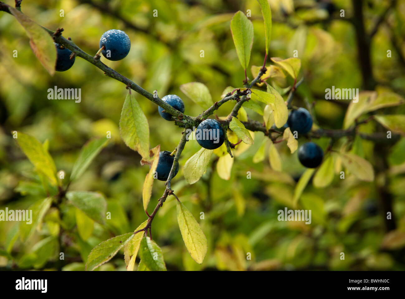 Sloe berries hires stock photography and images Alamy