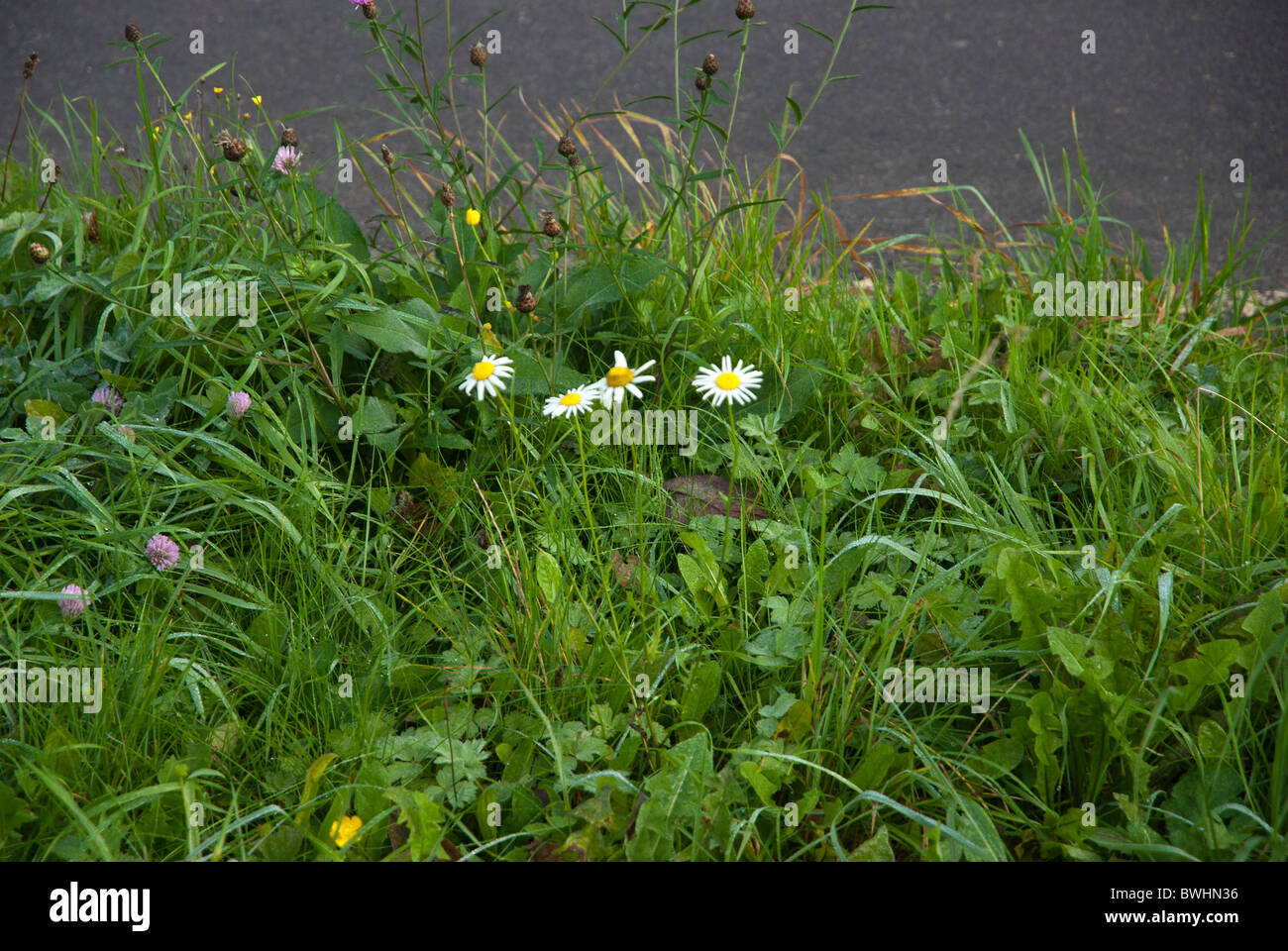 Roadside verge with daisies and wildflowers Stock Photo