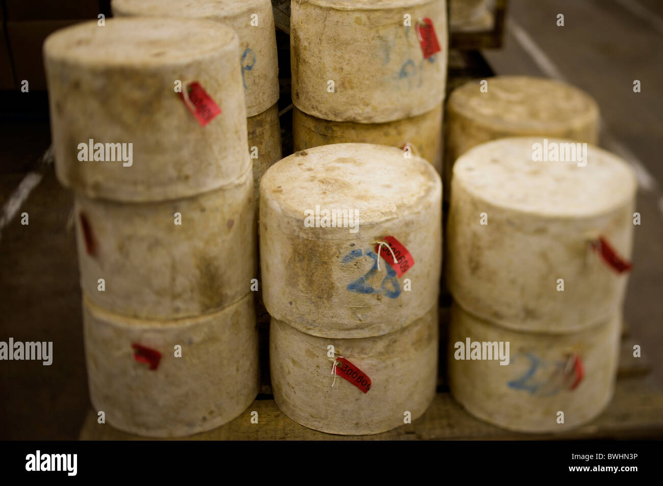 cheese rounds ripening in cellar at Quickes traditional cheese farm ...