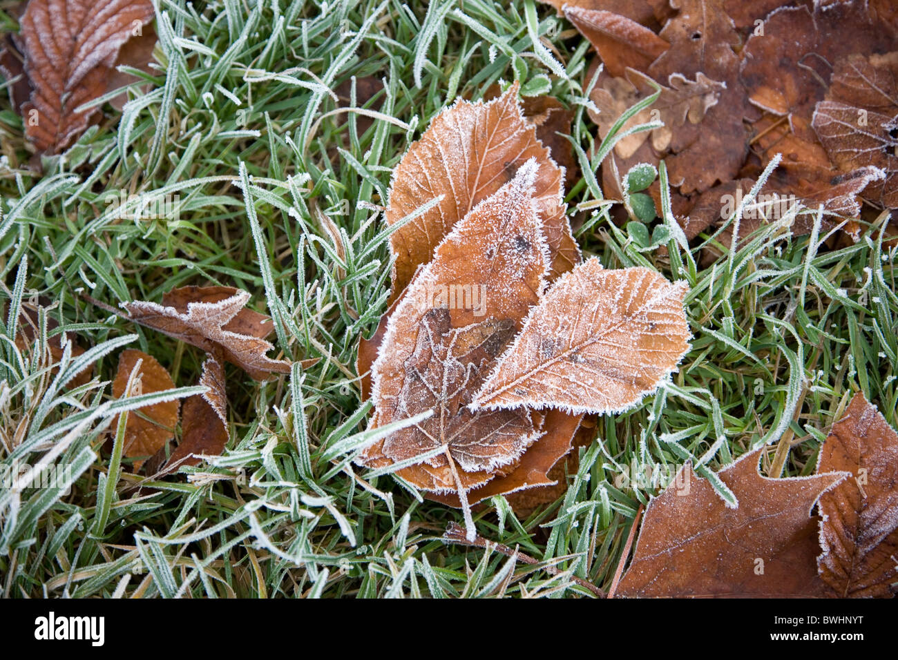 Frosted Autumn Leaves Stock Photo Alamy