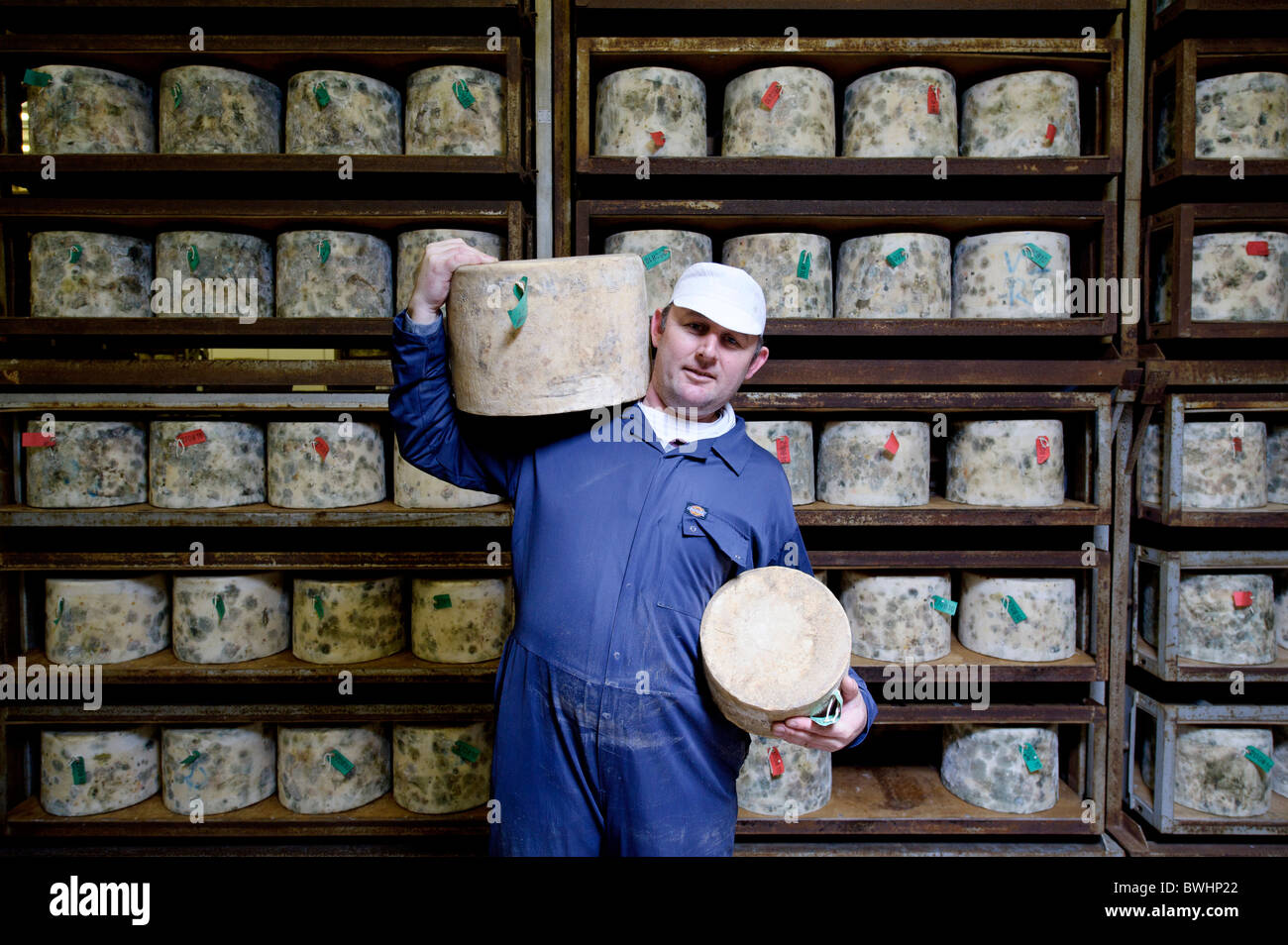 a man holding large cheese rounds ripening in a cellar at Quickes ...
