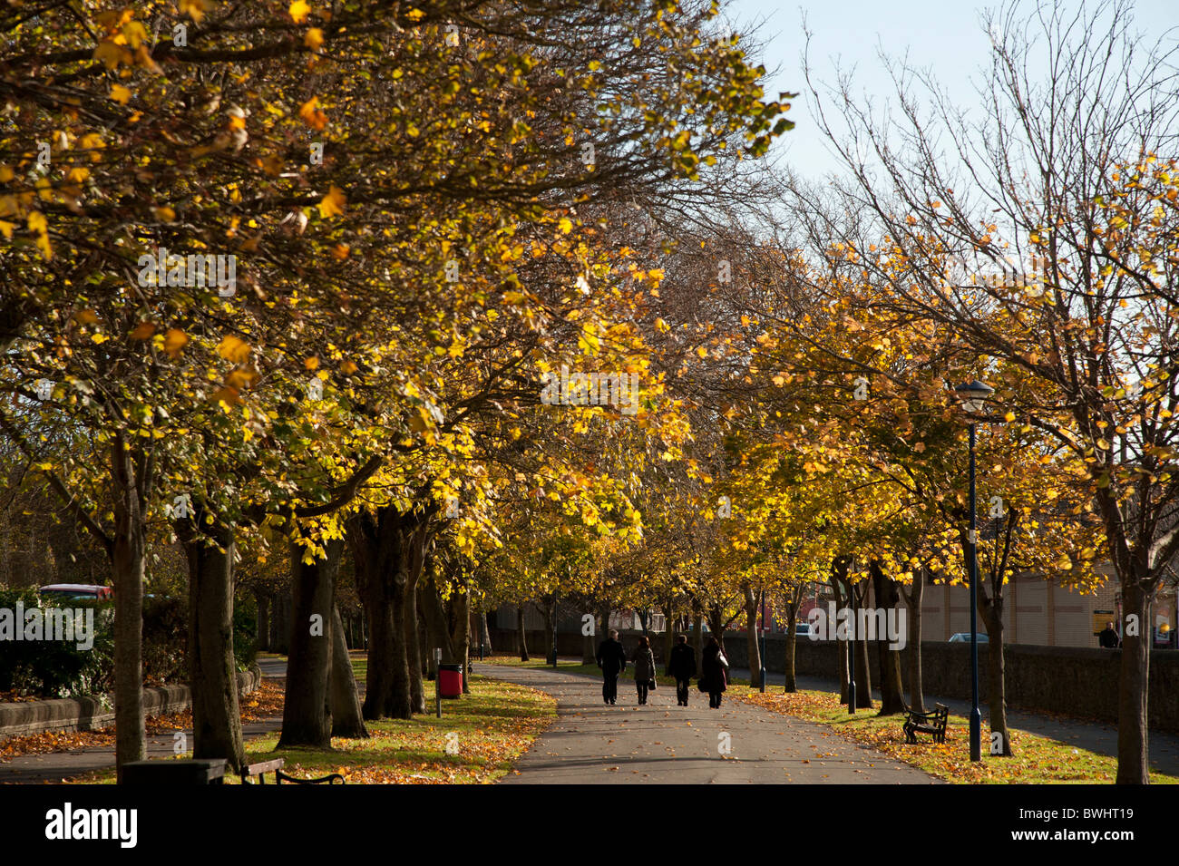 Uk autumn trees tree hires stock photography and images Alamy