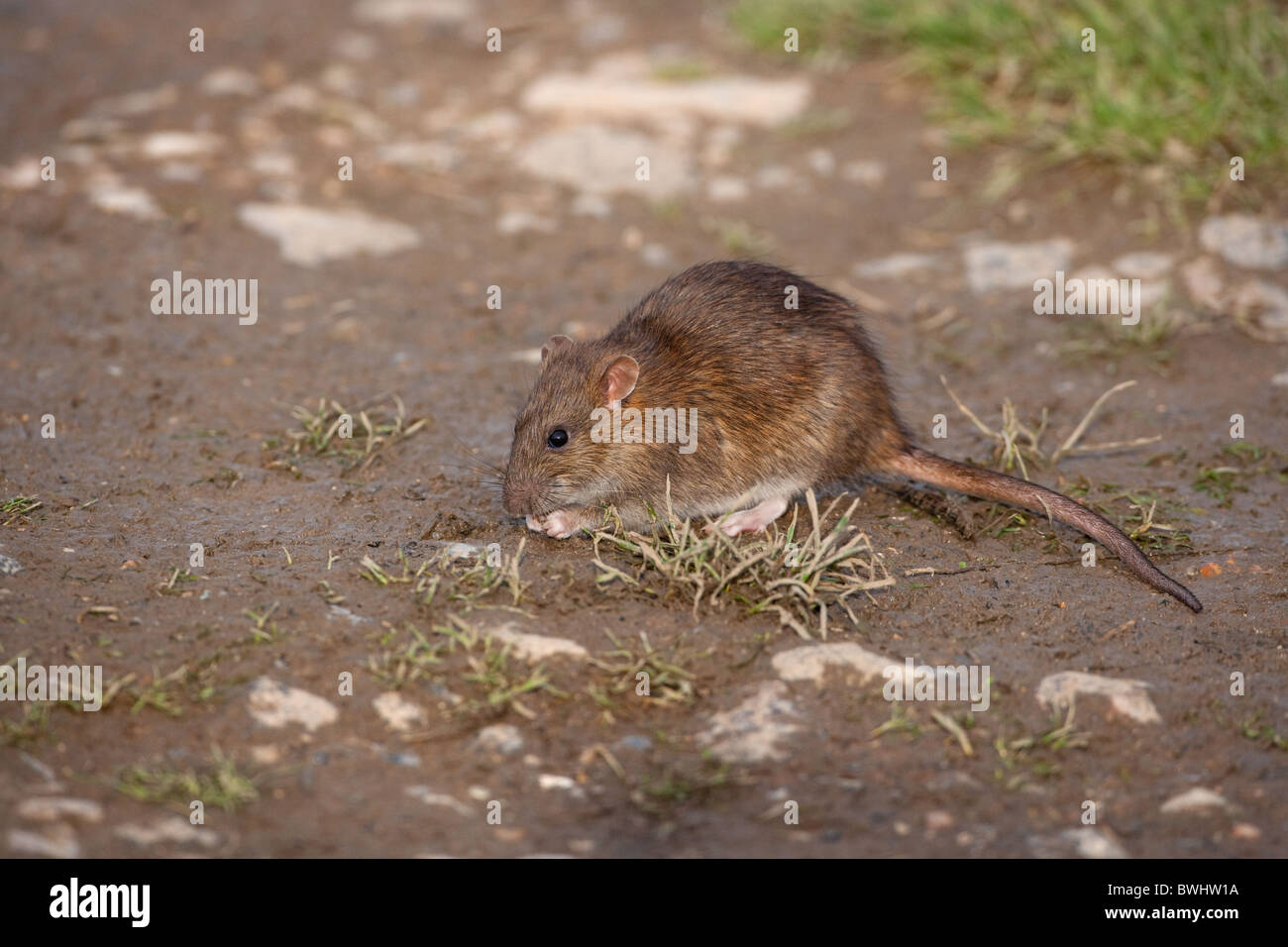 Brown Rat Rattus norvegicus on arable farm Stock Photo Alamy