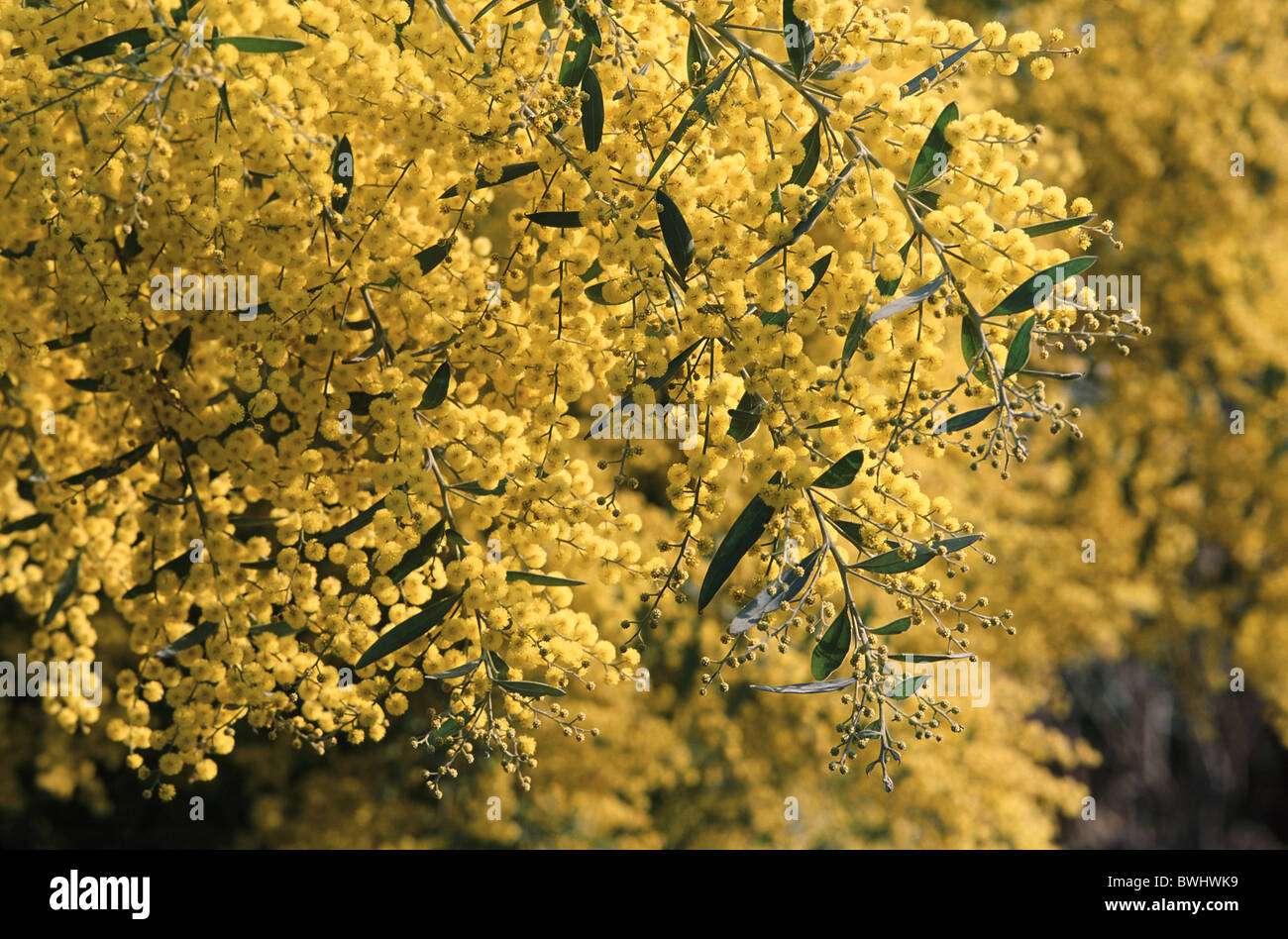Acacia x hanburyana acacia-hybrid blossoms flourish tree yellow branches Stock Photo