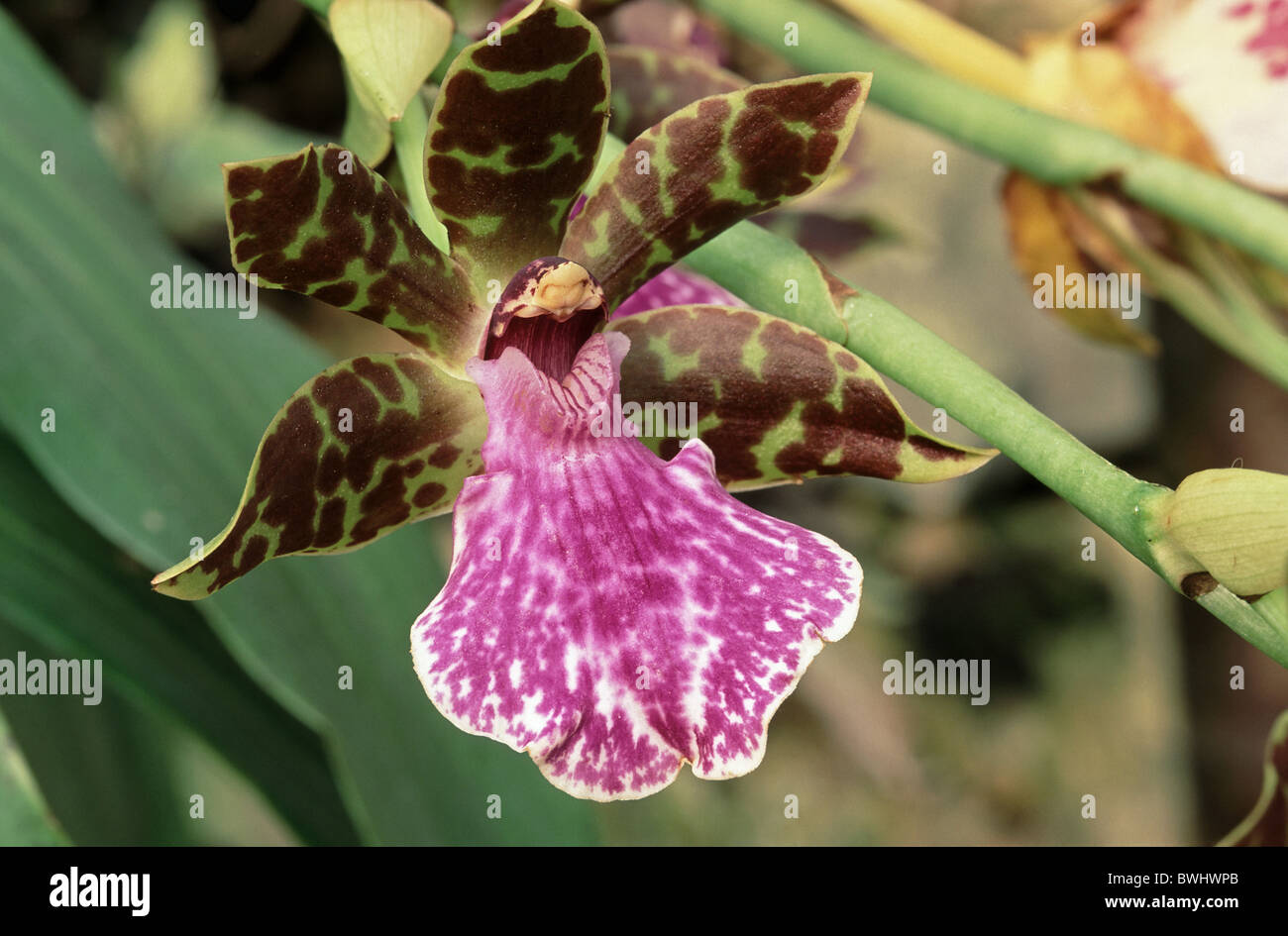 Zygopetalum orchid blossom flourish flower plant Stock Photo