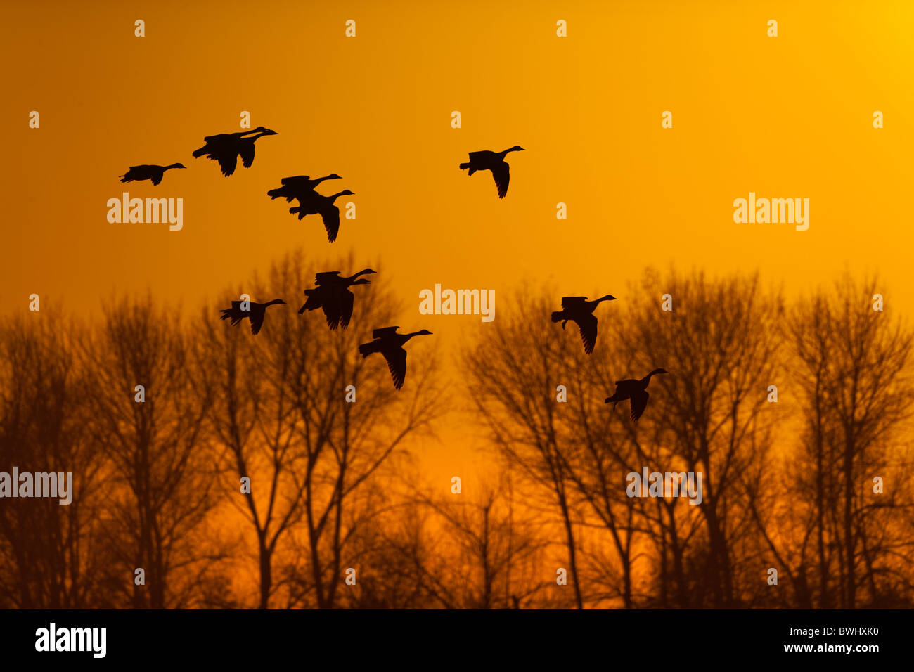 Canada Geese Branta canadensis flying to Winter Roost Stock Photo Alamy