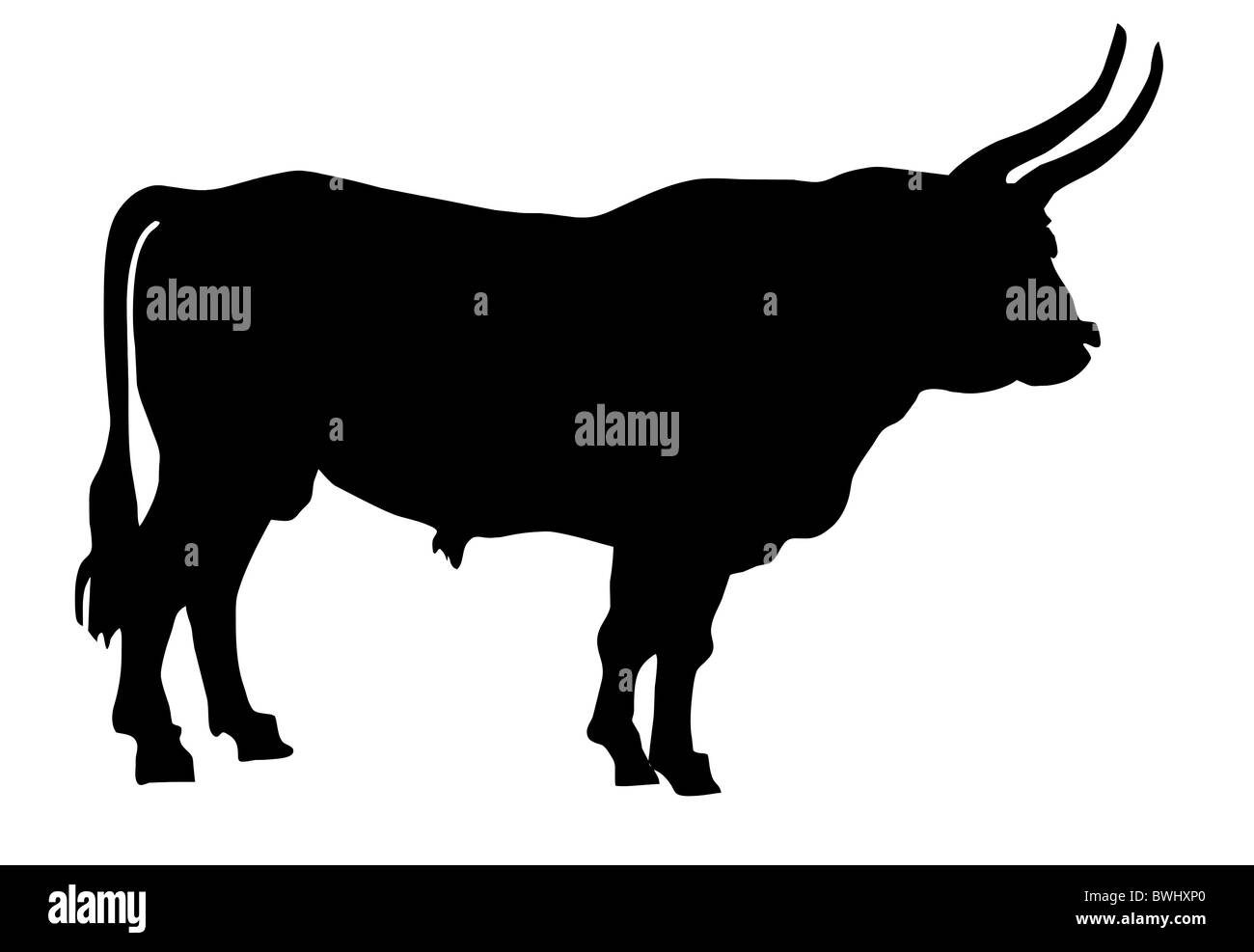 vector illustration of the oxen on white background Stock Photo - Alamy