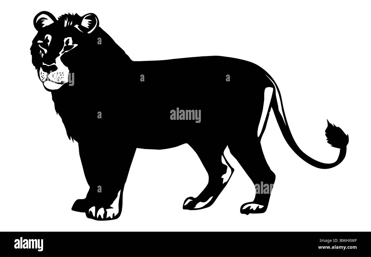 vector illustration lion on white background Stock Photo - Alamy