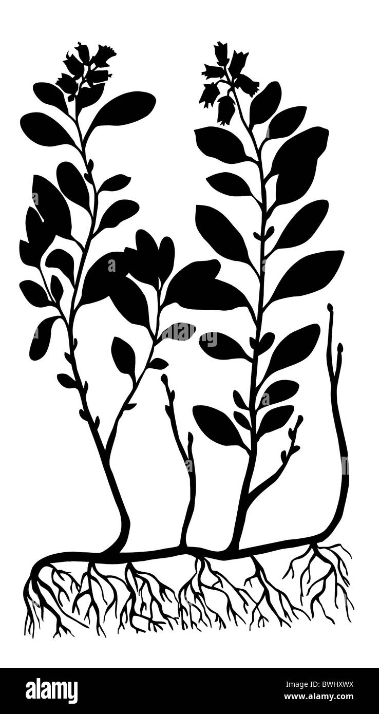 vector silhouette of the cowberry on white background Stock Photo