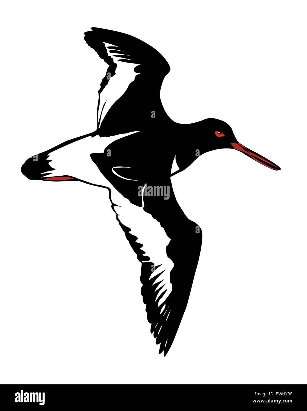vector illustration of the snipe on white background Stock Photo - Alamy