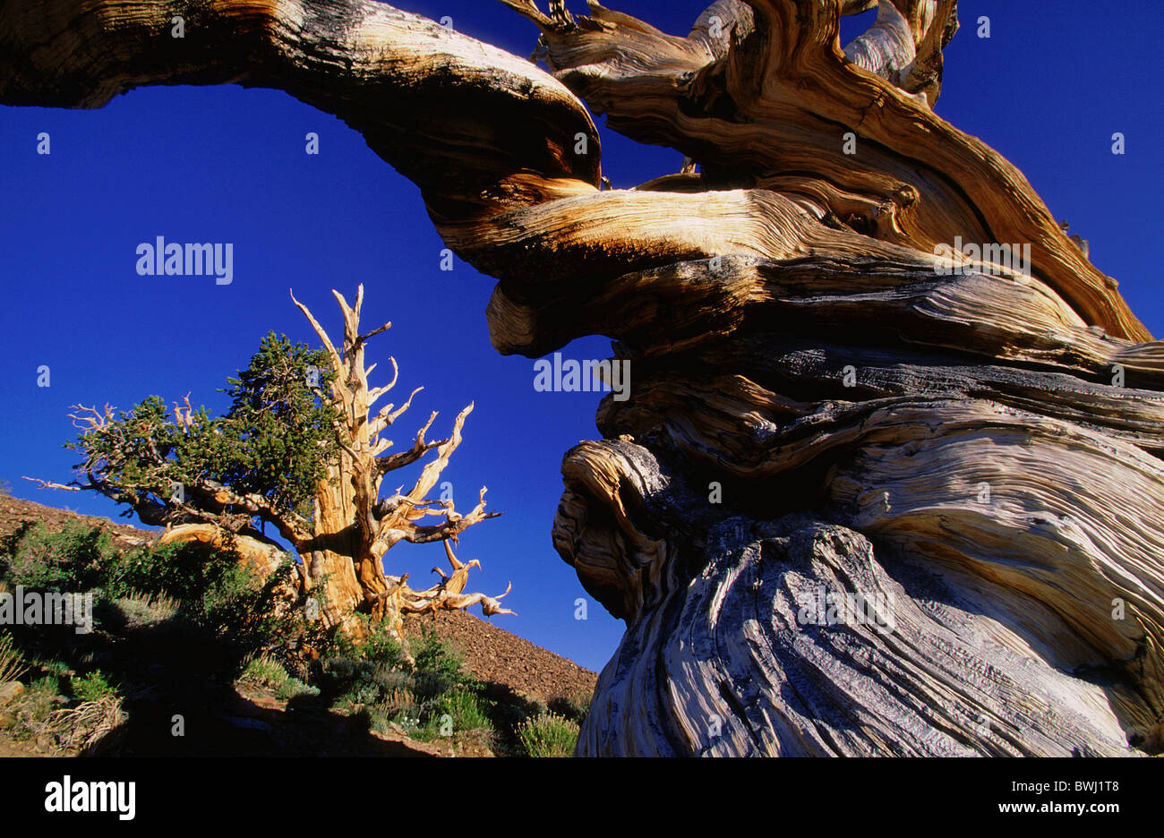 Bristlecone Pine old jaw pine Pinus longaeva Ancient Britlecone Pine Forest very old tree 4000 years old verkn Stock Photo