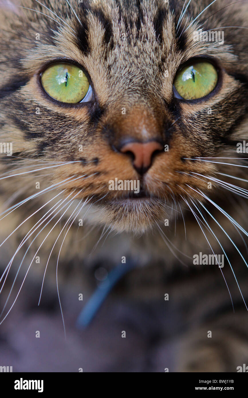 Close up eye level shot of cat with large green eyes Stock Photo