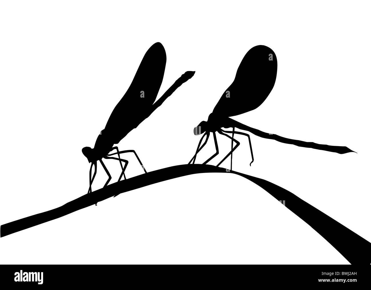 silhouette two dragonflies on herb Stock Photo