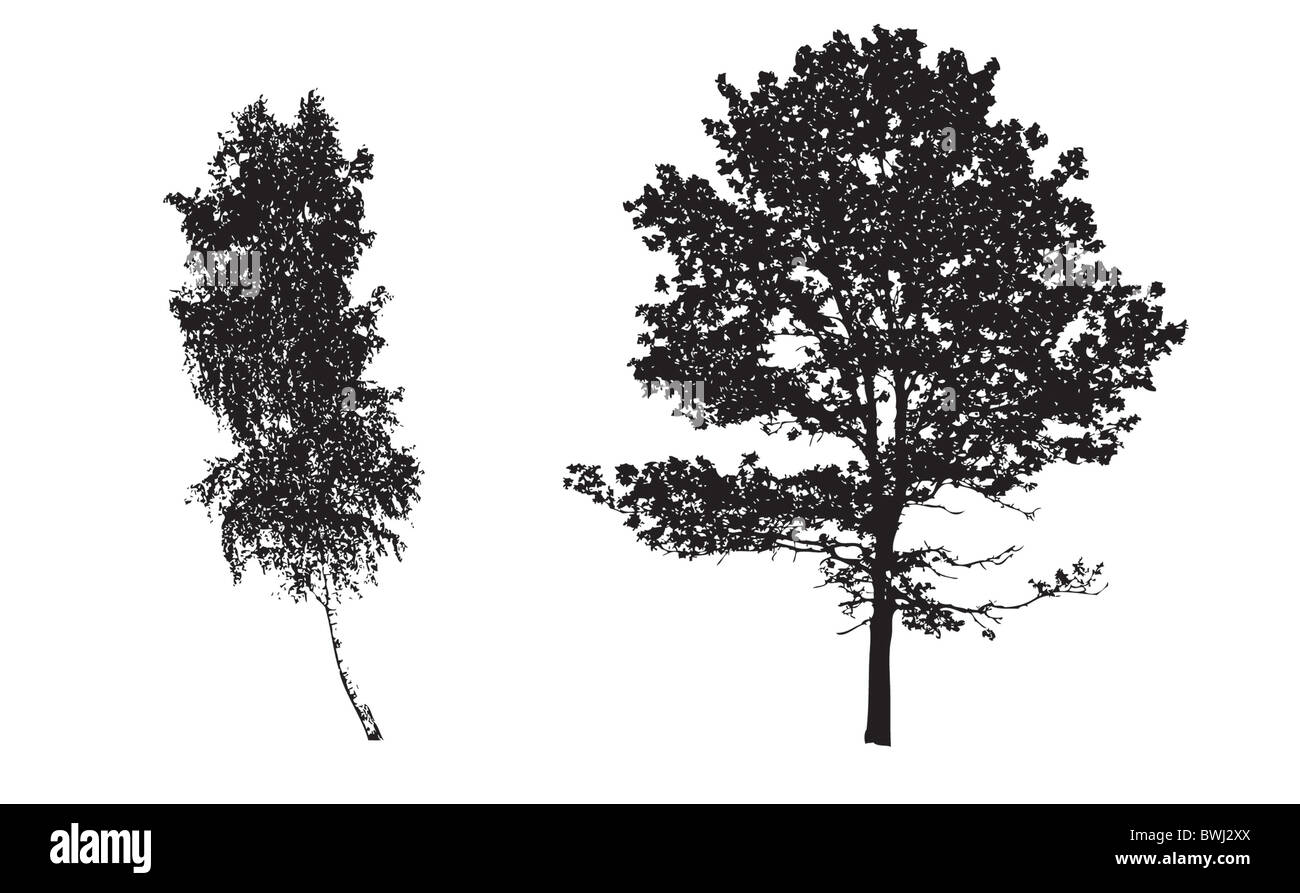 The mighty oak tree Cut Out Stock Images & Pictures - Alamy