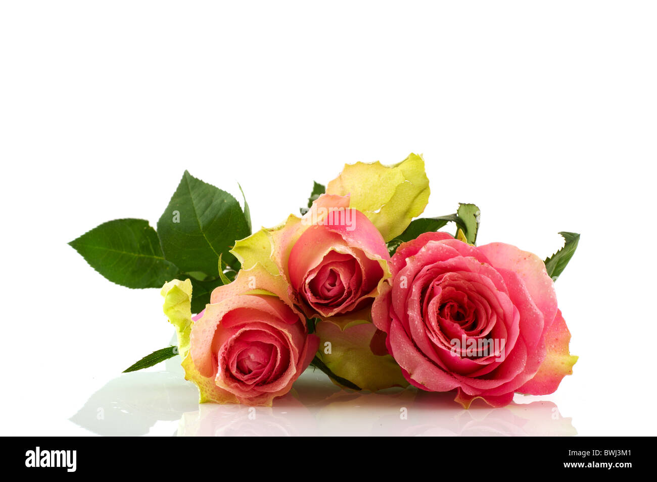 Three beautiful pink roses isolated over white Stock Photo - Alamy