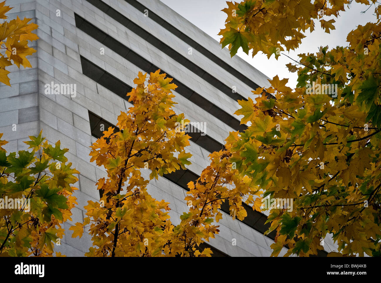Trees with yellow leaves underneath Woodquay office block in Dublin Ireland Stock Photo