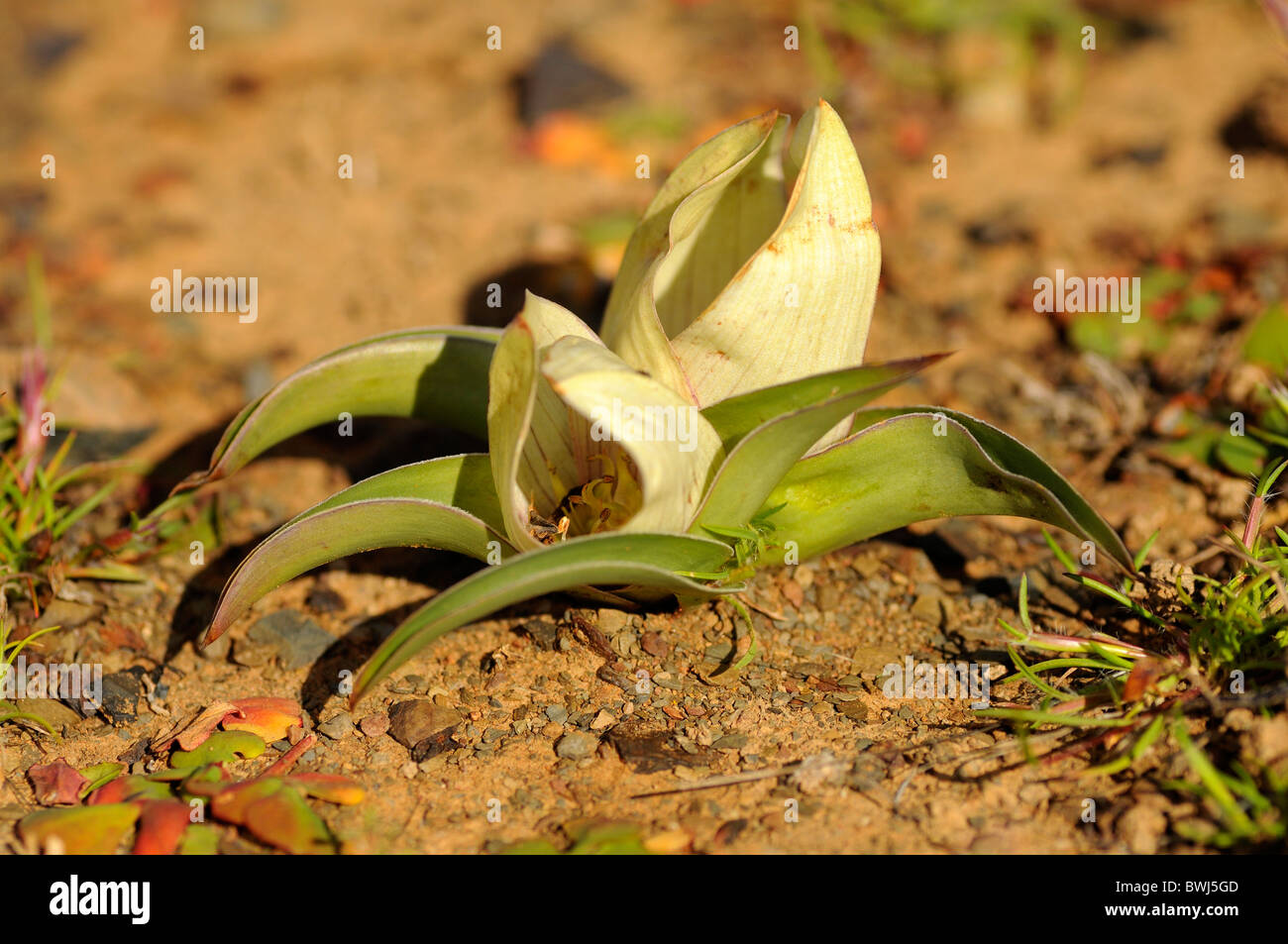 Androcymbium ciliolatum, Colchinacea, Calvinia, Namaqualand, South Africa Stock Photo