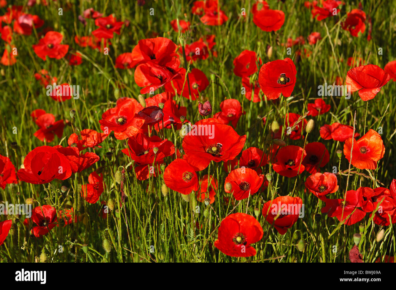 Meadow with Corn Poppy (Papaver rhoeas) near Riviere sur Tarn, Aveyron, France Stock Photo