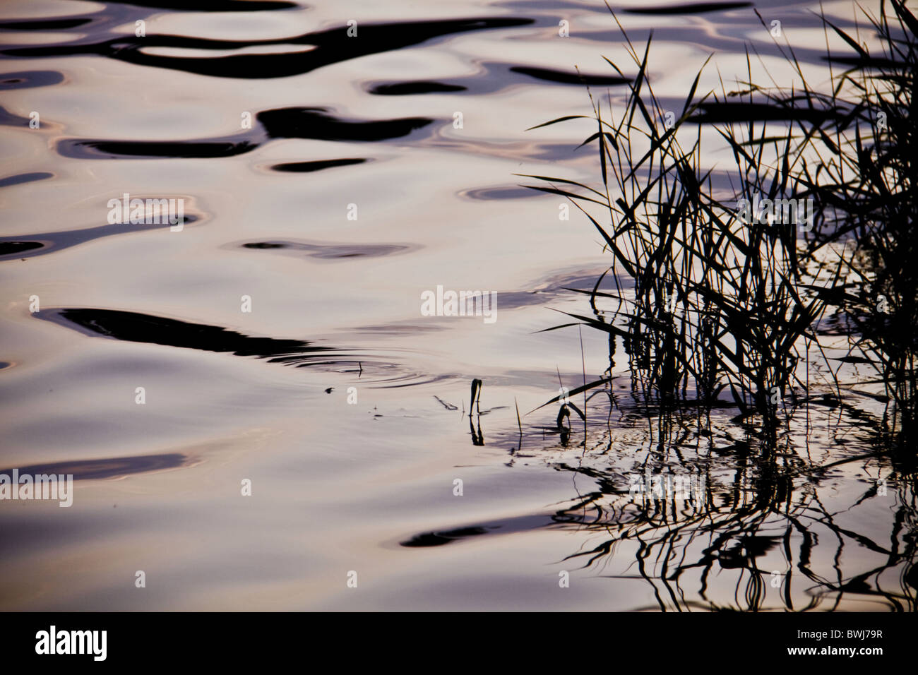 Weeds reflections in a lake Stock Photo - Alamy