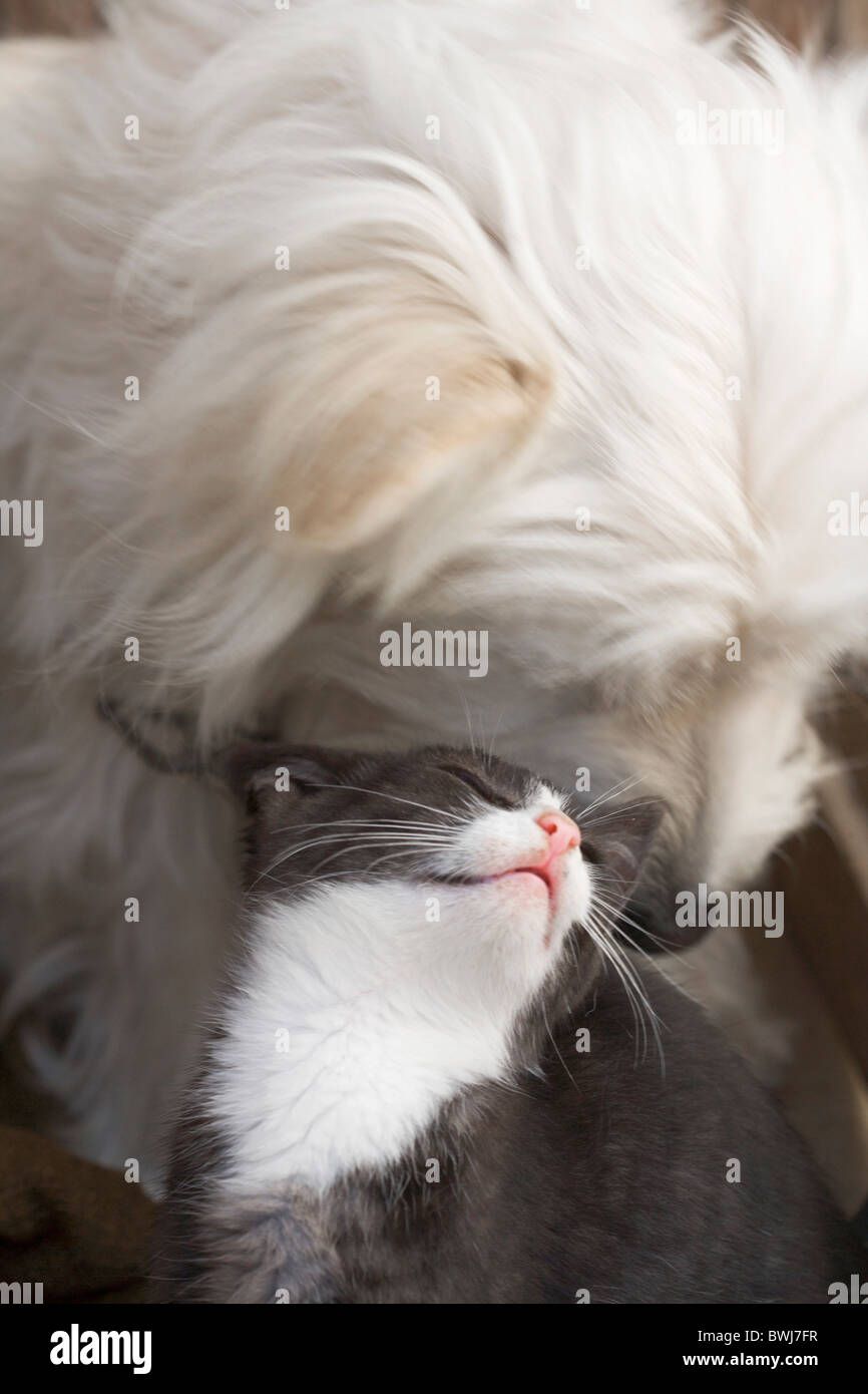 2 Animal Animal friendship Animals Cat Cats Dog Dogs Domestic cat Domestic dog Kitten Mammal