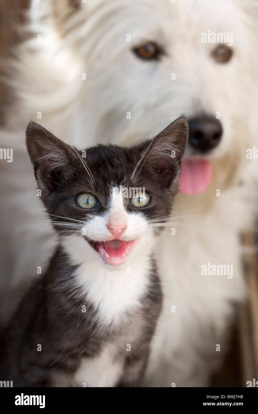 2 Animal Animal friendship Animals Cat Cats Dog Dogs Domestic cat