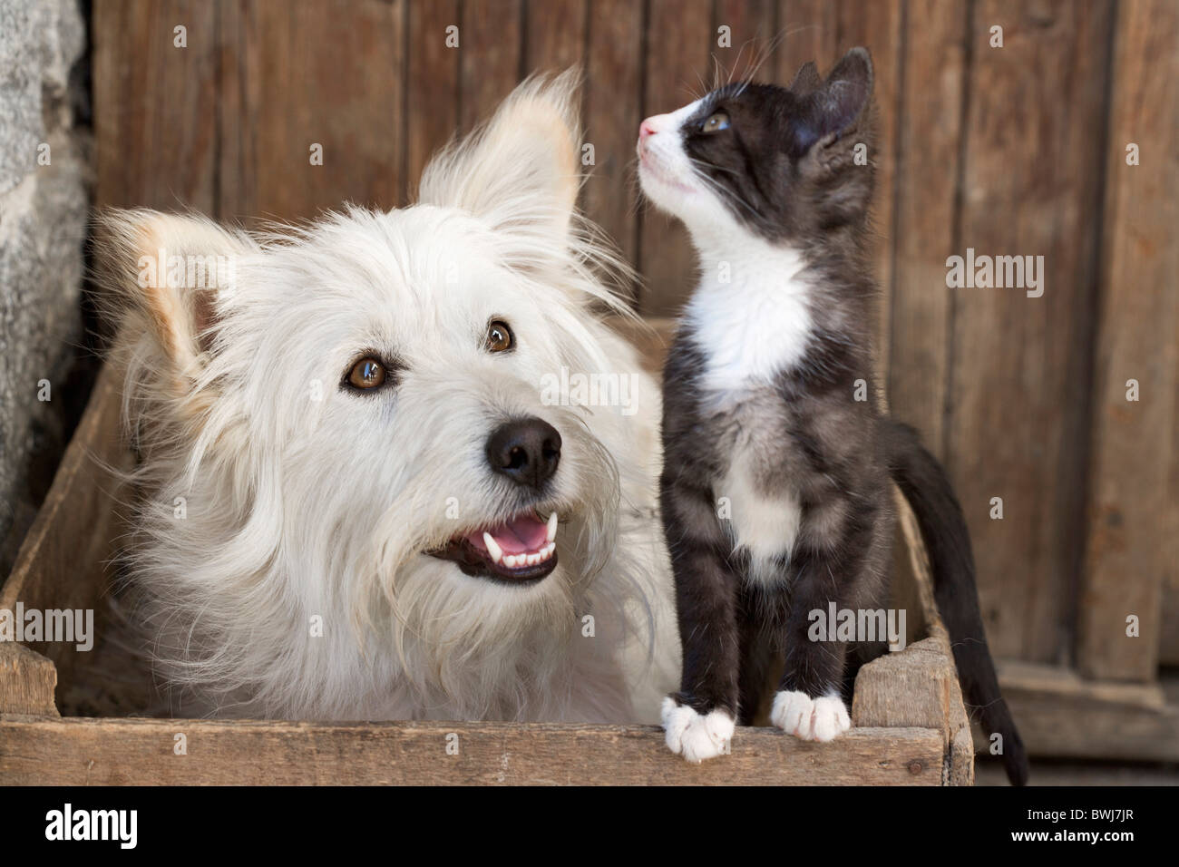 When Were Cats And Dogs Domesticated