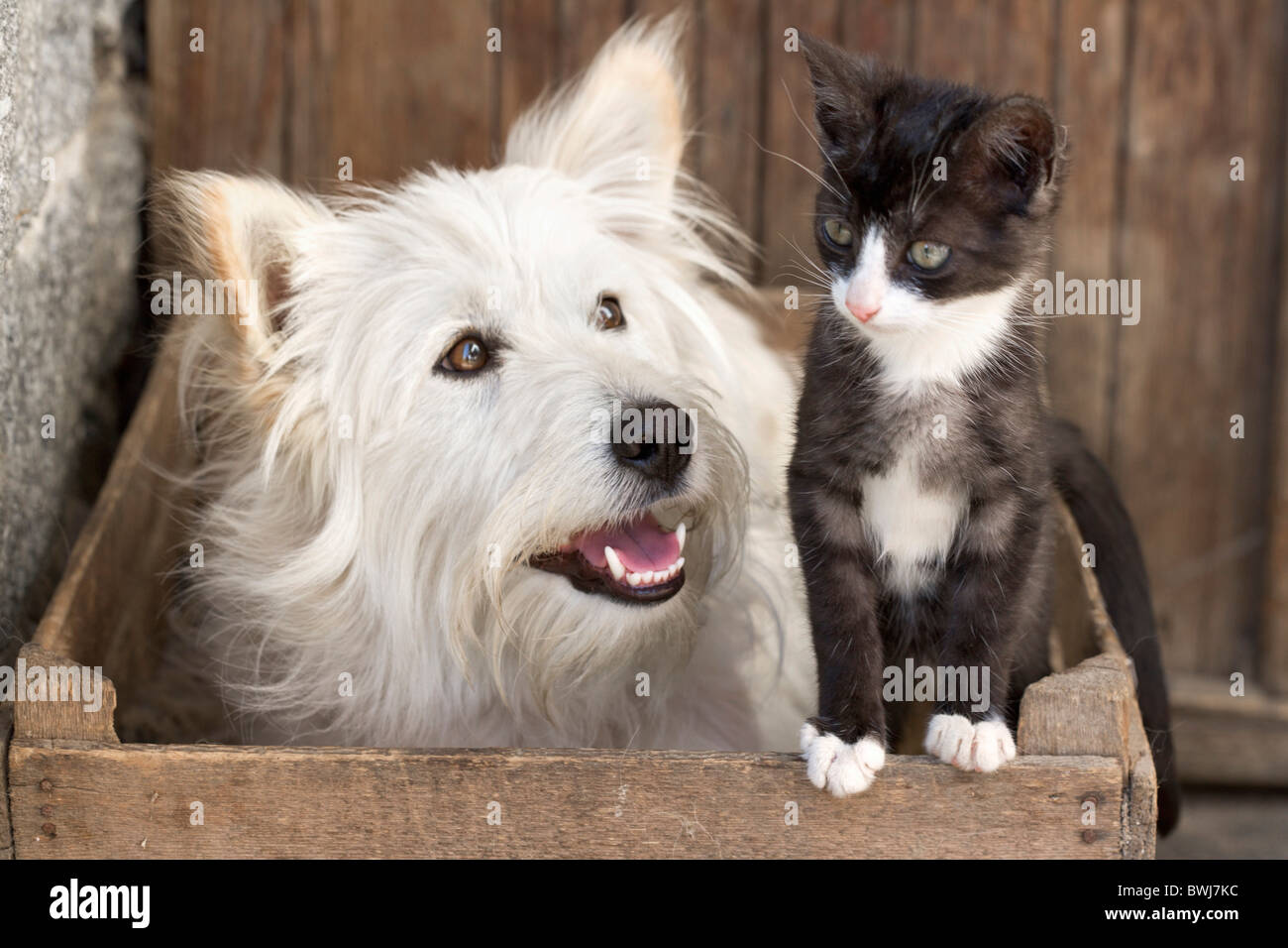 When Were Cats And Dogs Domesticated