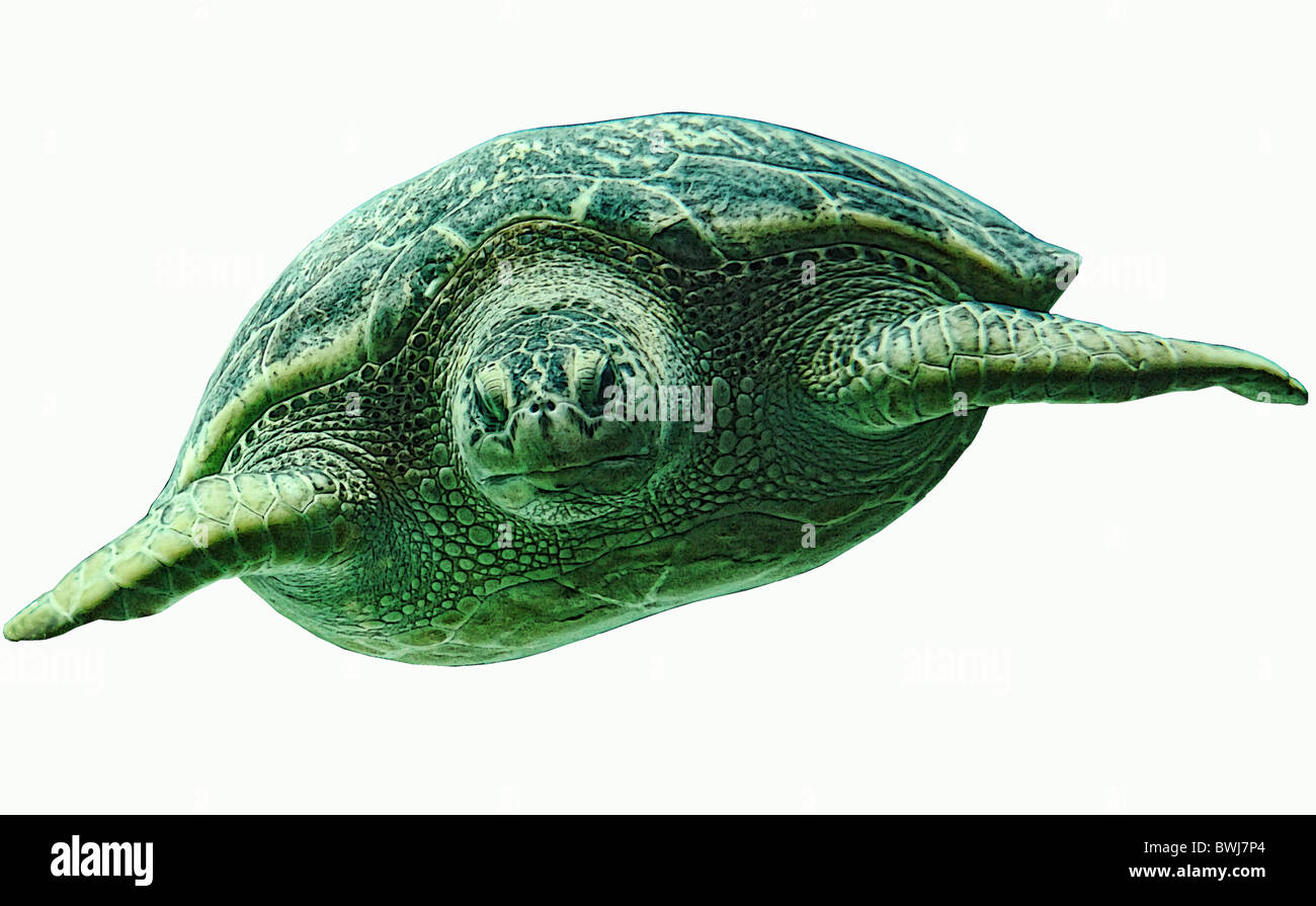 Cute cartoon ocean fish undersea swimming creature hi-res stock ...