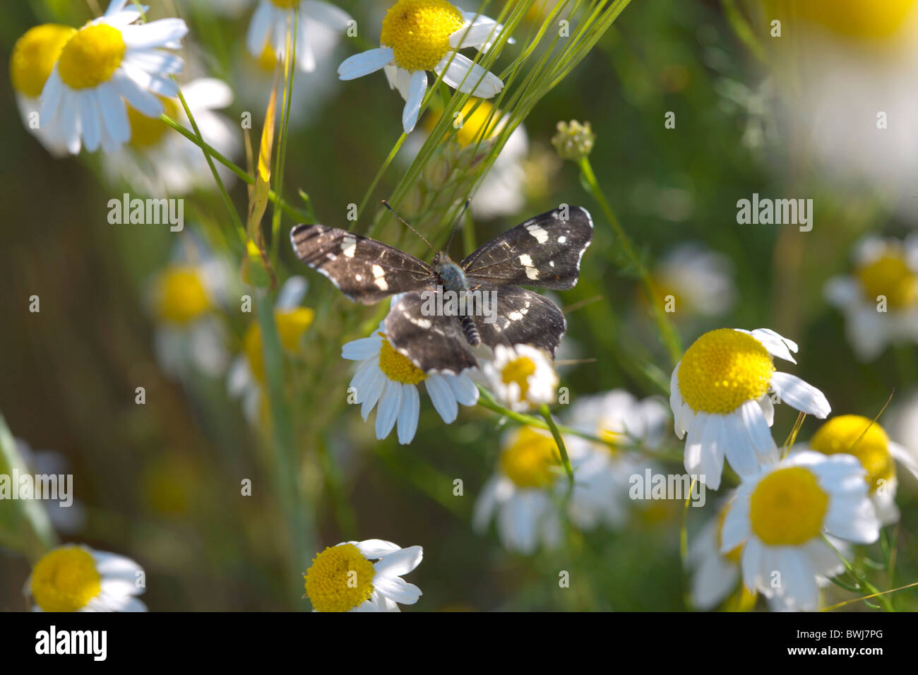 Bohemia Butterflies Butterfly Color Colour Czech Republic Daisy Daisies Day Daytime Detail Details Entomol Stock Photo