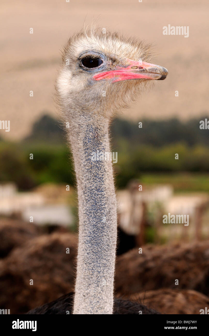 Portrait of male Ostrich, Struthio camelus, Ostrich farm, Alexander Bay, Namaqualand, South Africa Stock Photo