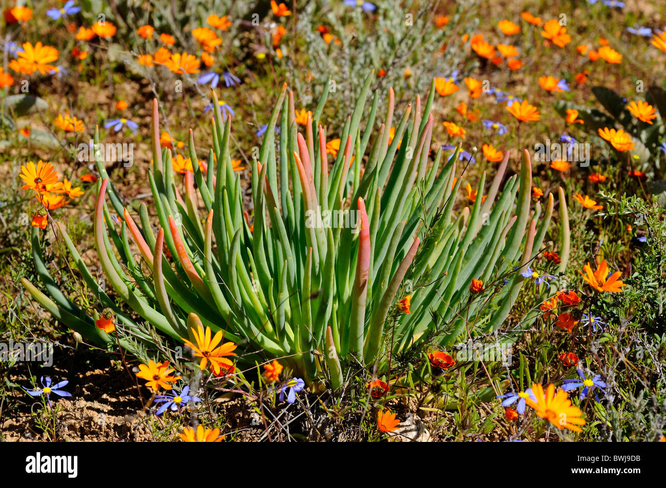 Conicosia sp., Skilpad Nature Reserve, Namaqualand, South Africa Stock Photo